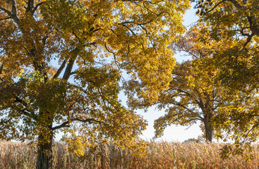 Golden oak and hickory trees with mature field corn.