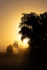 A beautiful sunrise through the fog and mist at Paynes Prairie Preserve State Park, Florida