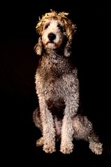 Labradoodle dog with crown