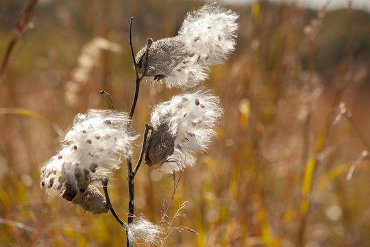 Milkweed seeds blowing from the pods on an autumn day.