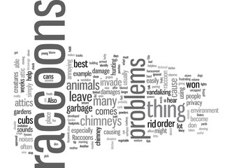 How To Get Rid Of Raccoons