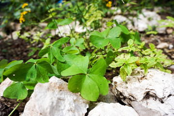 clover in the garden
