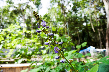 purple flowers on the garden
