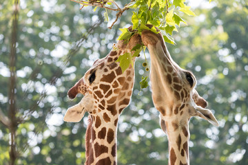 GIRAFFES