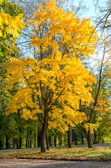 Fototapeta na wymiar Tree with yellow leafs in city park