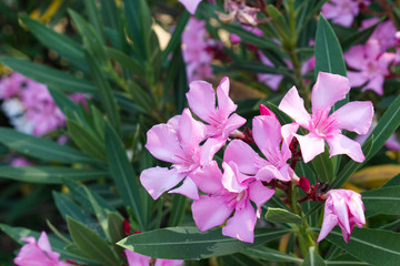 Pink Oleander flowers Photo
