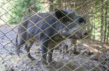 Wild forest boar with pigs behind bars. Animals in a cage in captivity.