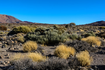 Pico del Teide. Tenerife, Spain. plants and lava.