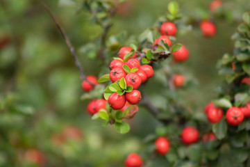 Red Berries