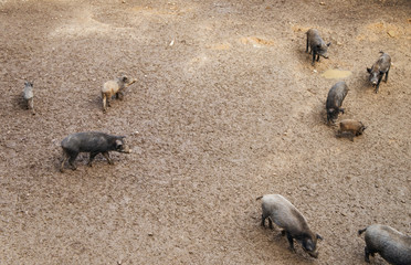 A herd of wild boars and wild pigs with piglets in the wild.