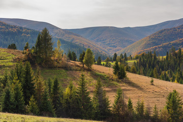 Landscapes on an autumn mountain village, with beautiful houses and golden trees around, located in the Ukrainian Carpathians.