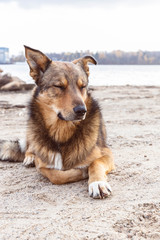 brown dog lies on the river, beach, autumn portrait