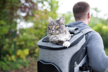 pet owner carrying backpack with funny looking blue tabby maine coon cat coming out of backpack in...