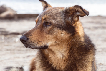 brown dog by the river, beach, autumn portrait