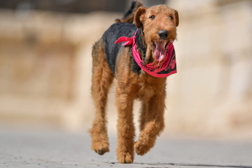 Two-year-old Airedale Terrier dog running forward on the background of ancient ruins.