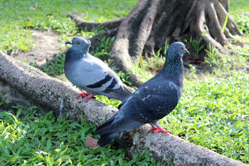 Two pigeons perched on a tree root facing in different direction