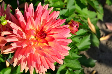 Red Dahlia flower in front of a green bush as background