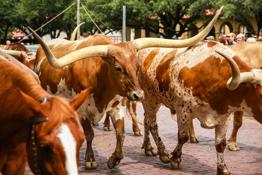 Longhorn Cattle Drive At The Stockyards Of Fort Worth, Texas, USA