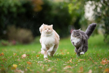 two playful maine coon cats running around in the back yard outdoors in nature chasing each other