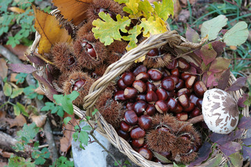 wicker basket full of chestnuts in the forest