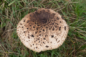 Freigestellter Schirm von einem Parasolpilz