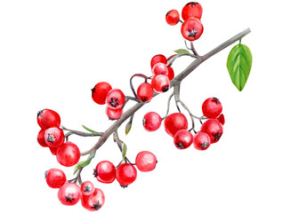 beautiful watercolor branch with red berries on a white background