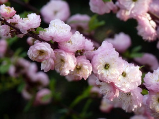 Branch of blooming pink terry sakura