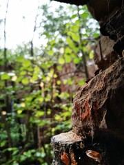 trunk of a tree