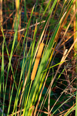 Cattails in a freshwater marsh