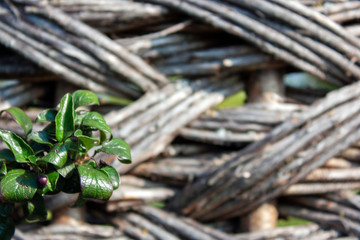 Green leaves sprouted through a wicker fence. Wicker hedge of willow branches close-up.