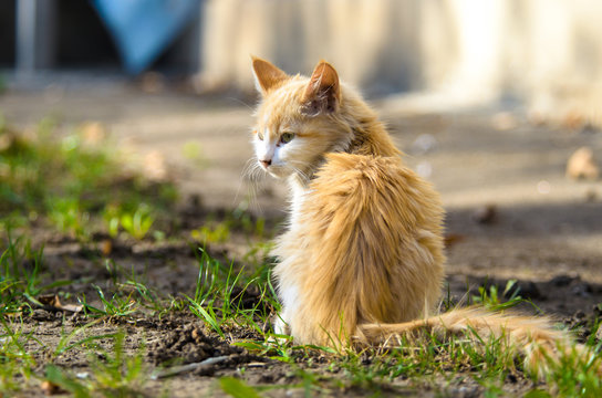 Little long-haired kitten sits a bright photo