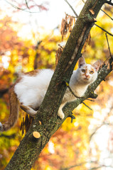 Two colored cat climbed onto a vibrant background tree and beautiful orange bokeh