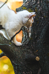 Two colored cat stands on a tree