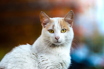 Cat on a background of Tokyo flowers, red and blue bokeh