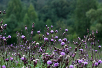 field of purple flowers