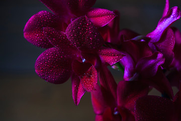 Beautiful Orchid flowers closeup. Orchid Dendrobium Phalaenopsis with water drops on a dark...