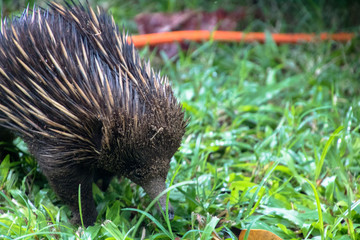An Echidna foraging