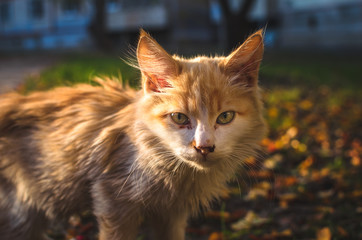 Portrait of a homeless long-haired not groomed kitten