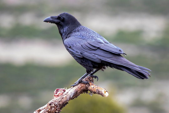 Fototapeta Common raven (Corvus corax), perched on a log. Wild animal life.