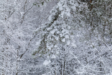 tree in snow