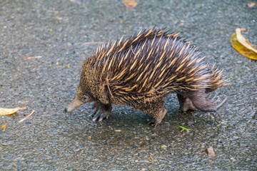 An Echidna foraging