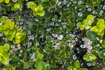 Fototapeta na wymiar Spider web combined with raindrops on a plant