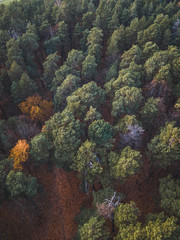 Naklejka na ściany i meble Aerial top down view of autumn forest with green and yellow trees. Mixed deciduous and coniferous forest. Beautiful fall scenery Vingis park, Vilnius city, Lithuania