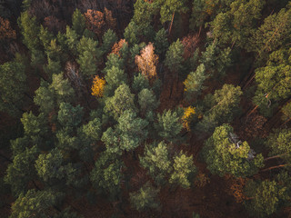 Naklejka na ściany i meble Aerial top down view of autumn forest with green and yellow trees. Mixed deciduous and coniferous forest. Beautiful fall scenery Vingis park, Vilnius city, Lithuania