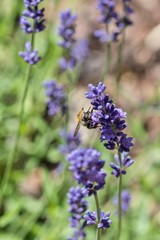 Bumblebee sitting on a lavender flower.
