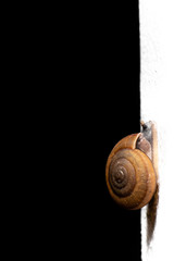 Brown snail close up black backdrop