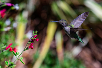 Hummingbird on a flower