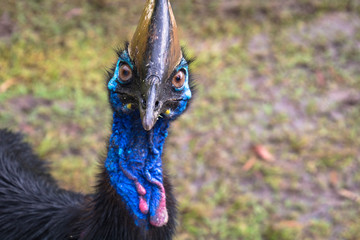 a helmet cassowary in Etty Bay