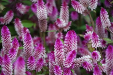 Purple Flowers Blooming in Fall