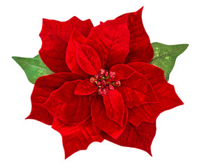 Red Christmas flower poinsettia isolated white background